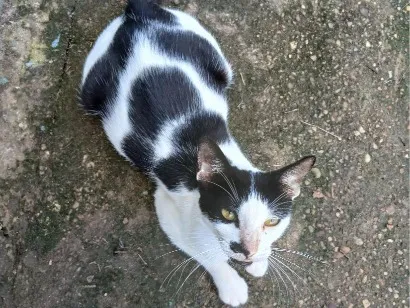 Gato raça SRD-ViraLata idade 2 a 6 meses nome Shimmer