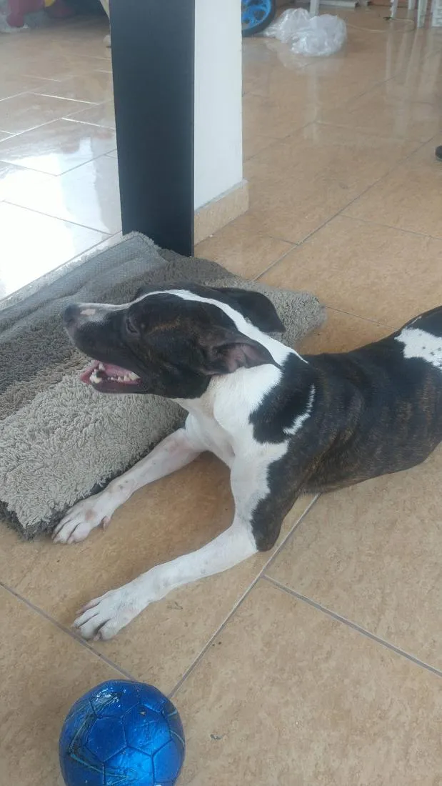 Cachorro raça Pastor Alemão idade 5 anos nome Mag