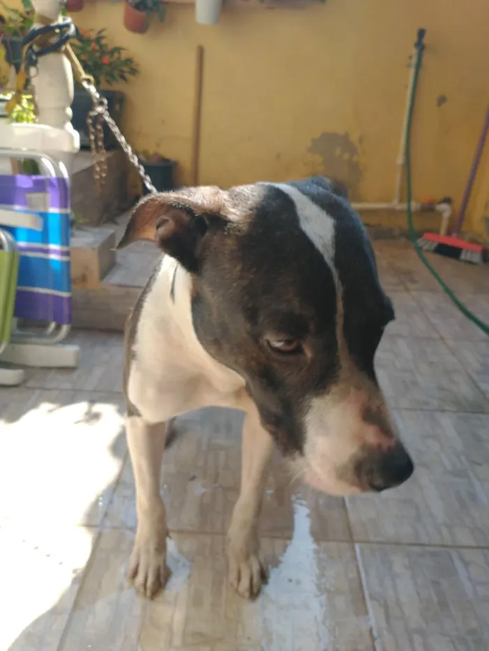 Cachorro raça Pastor Alemão idade 5 anos nome Mag