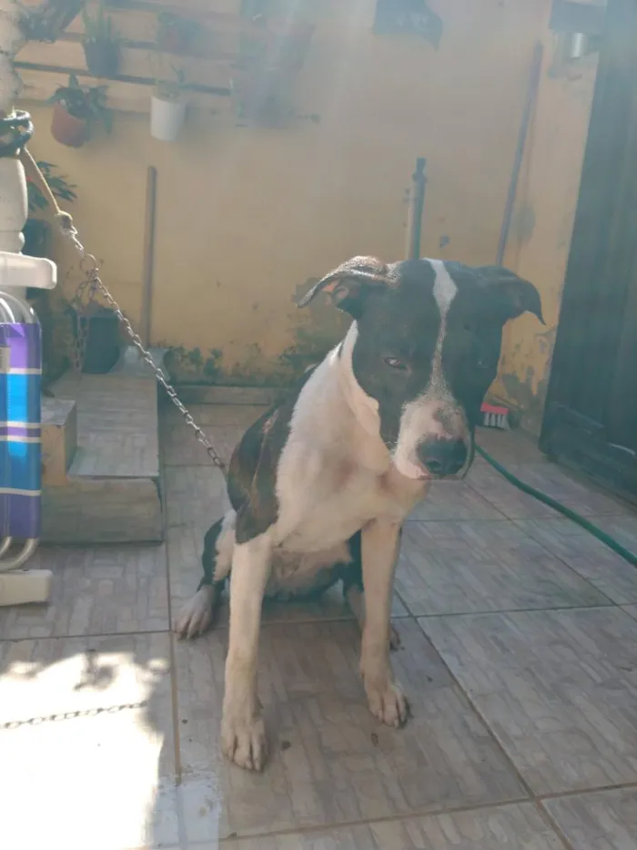 Cachorro raça Pastor Alemão idade 5 anos nome Mag