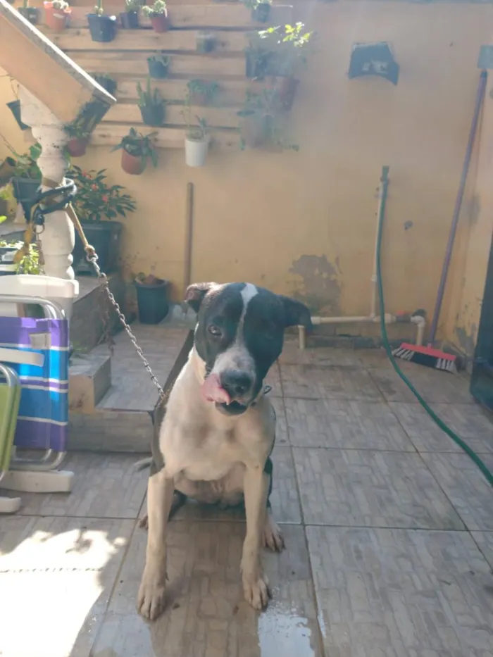 Cachorro raça Pastor Alemão idade 5 anos nome Mag