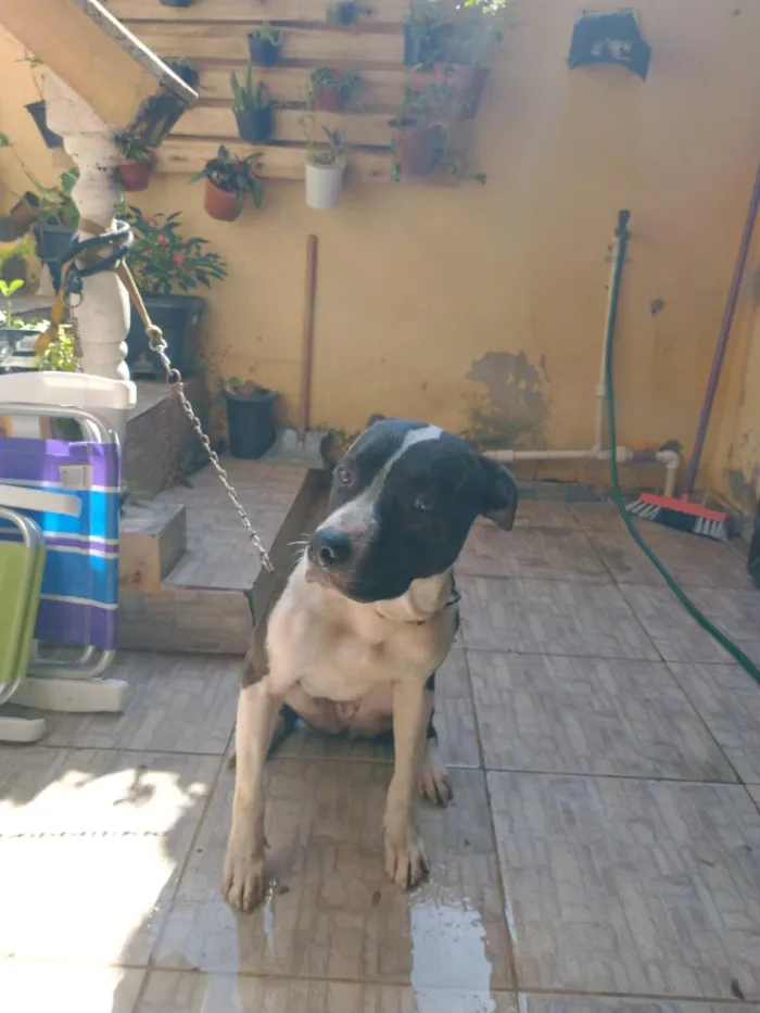 Cachorro raça Pastor Alemão idade 5 anos nome Mag