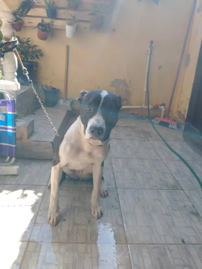 Cachorro raça Pastor Alemão idade 5 anos nome Mag