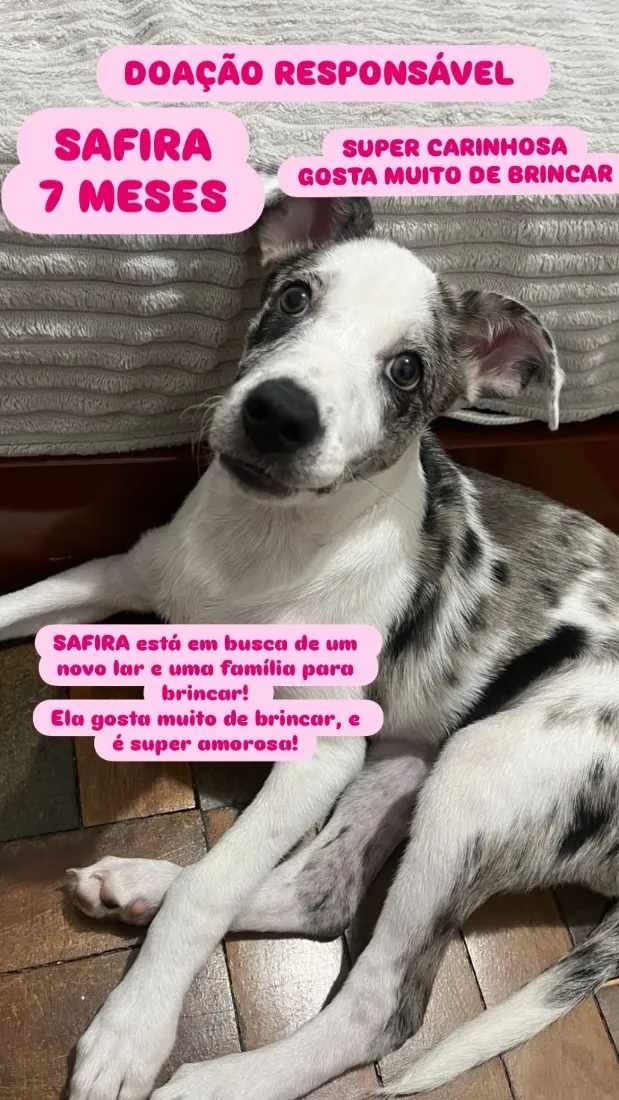 Cachorro raça SRD-ViraLata idade 7 a 11 meses nome SAFIRA