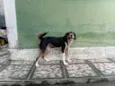 Dalila