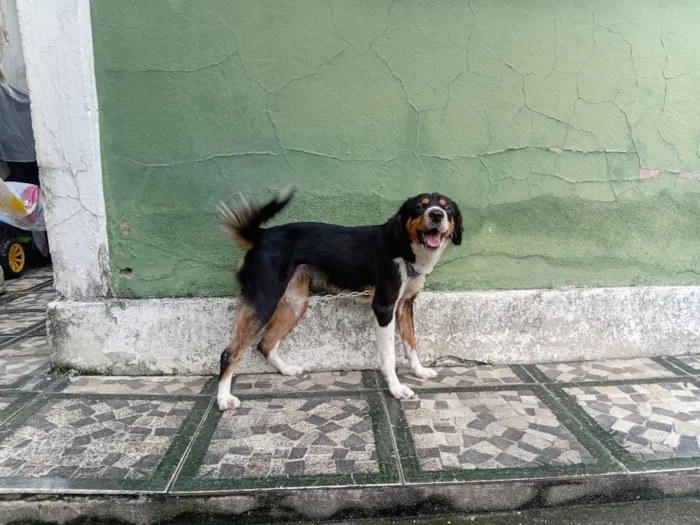Cachorro raça SRD-ViraLata idade 1 ano nome Dalila
