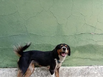 Cachorro raça SRD-ViraLata idade 1 ano nome Dalila