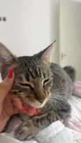 Nala