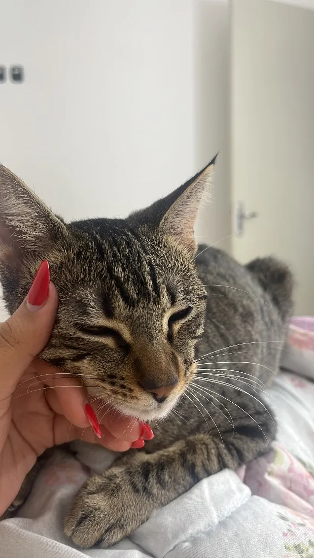 Gato raça SRD-ViraLata idade 1 ano nome Nala