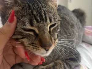Gato raça SRD-ViraLata idade 1 ano nome Nala
