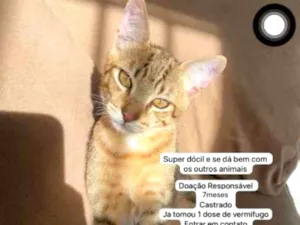 Gato raça SRD-ViraLata idade 7 a 11 meses nome Simba 