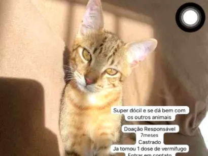 Gato raça SRD-ViraLata idade 7 a 11 meses nome Simba 