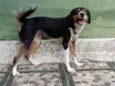 Dalila