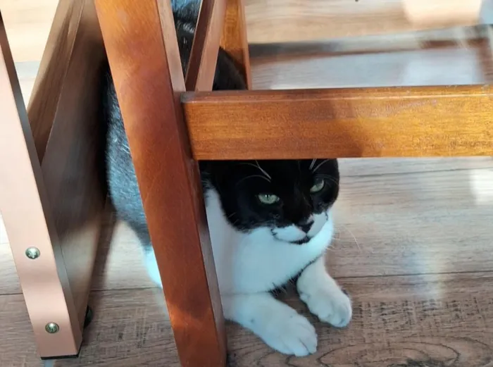 Gato raça SRD-ViraLata idade 1 ano nome Frajola