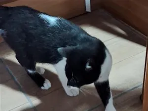 Gato raça SRD-ViraLata idade 1 ano nome Frajola