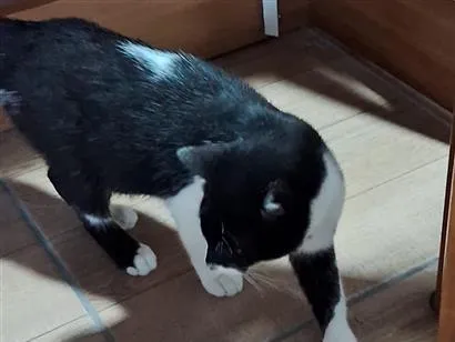 Gato raça SRD-ViraLata idade 1 ano nome Frajola