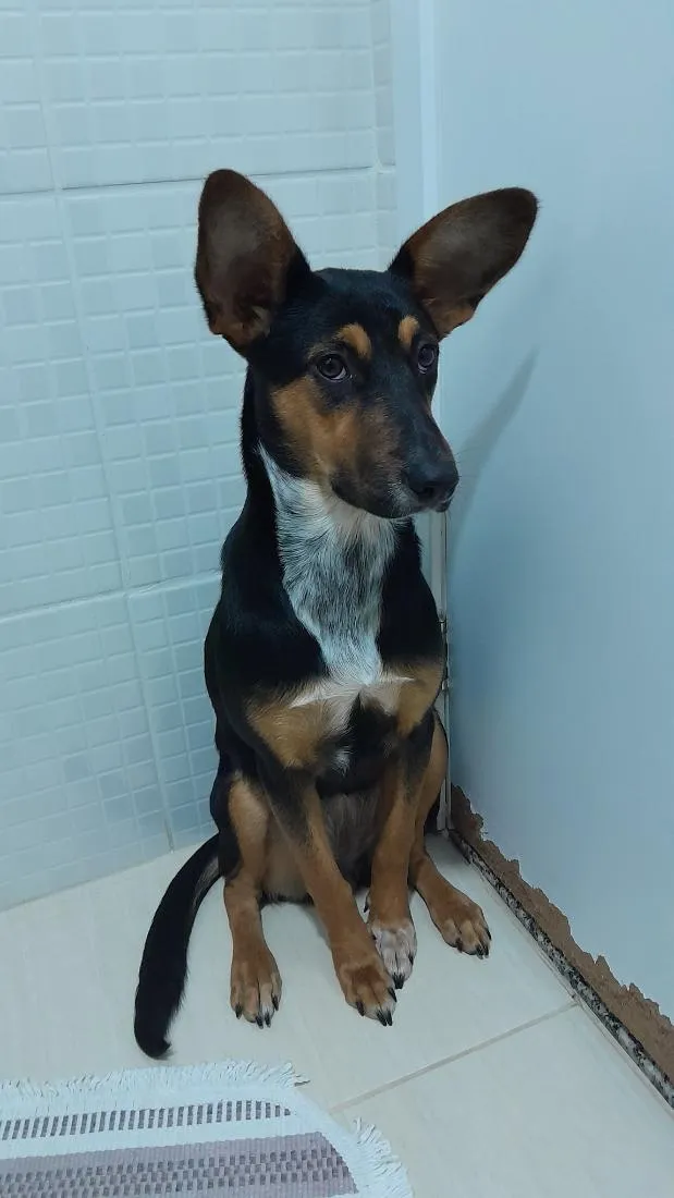 Cachorro raça SRD-ViraLata idade 3 anos nome Lua