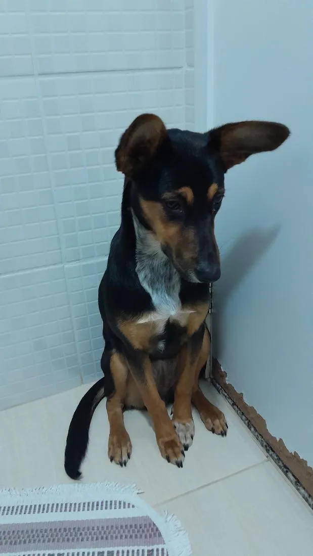 Cachorro raça SRD-ViraLata idade 3 anos nome Lua