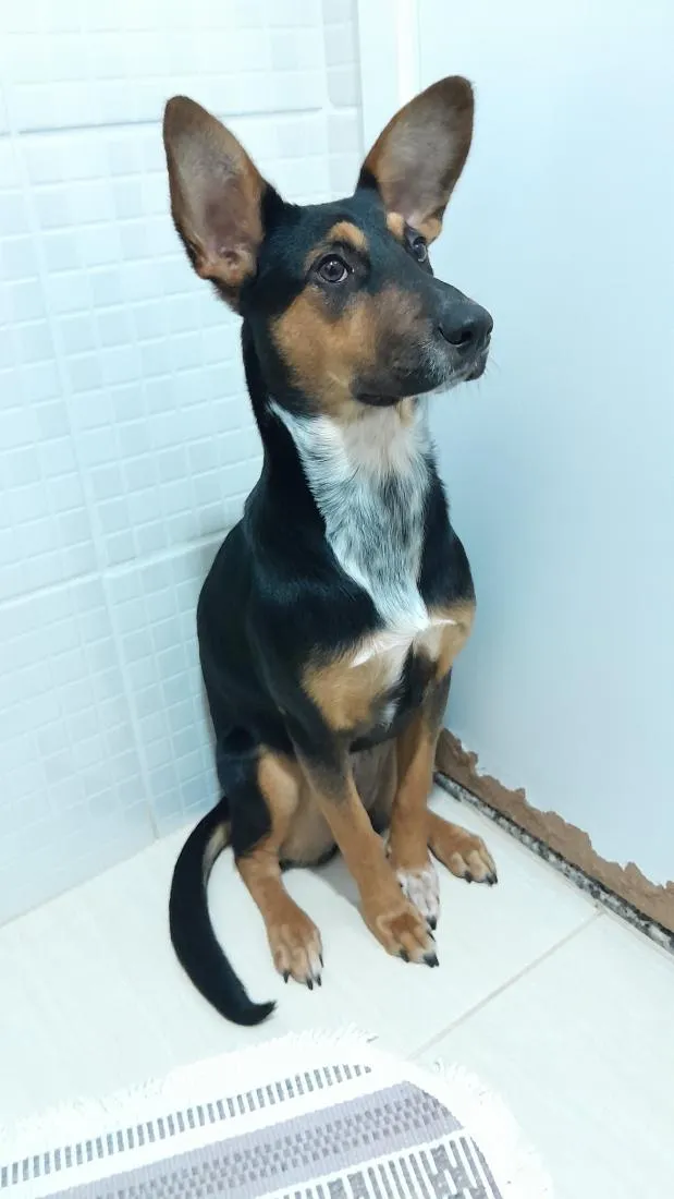 Cachorro raça SRD-ViraLata idade 3 anos nome Lua
