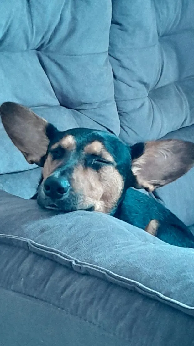 Cachorro raça SRD-ViraLata idade 3 anos nome Lua