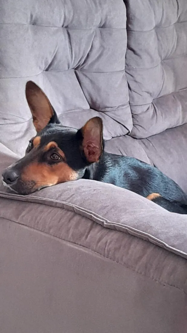 Cachorro raça SRD-ViraLata idade 3 anos nome Lua