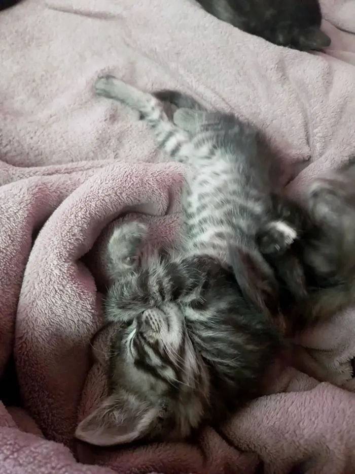 Gato raça SRD-ViraLata idade 2 a 6 meses nome não possui nome