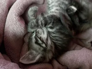Gato raça SRD-ViraLata idade 2 a 6 meses nome não possui nome