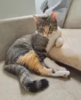 Aiko