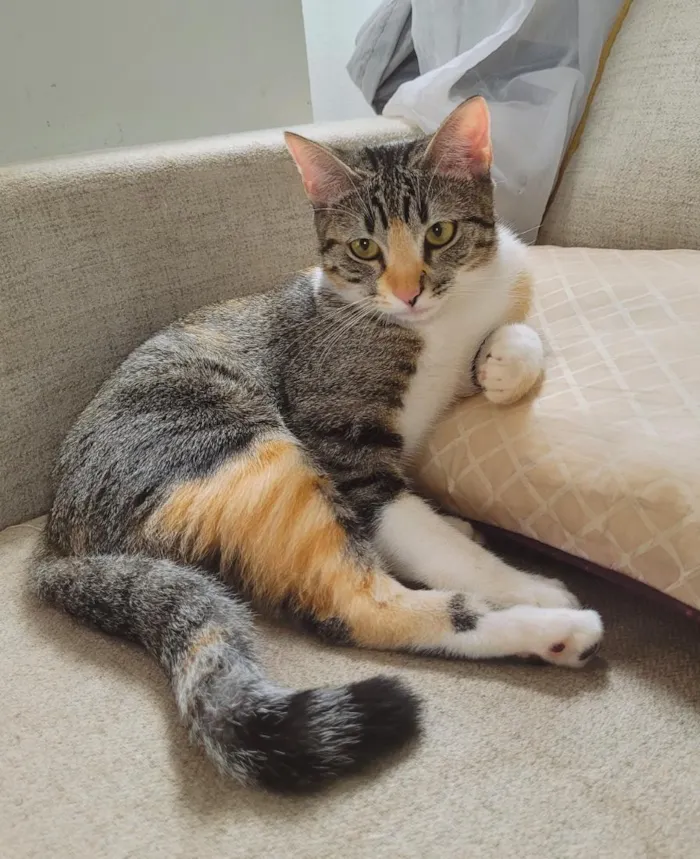Gato raça SRD-ViraLata idade 7 a 11 meses nome Aiko