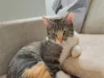 Aiko