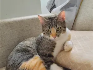 Gato raça SRD-ViraLata idade 7 a 11 meses nome Aiko