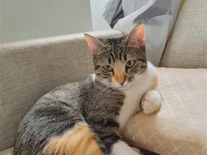 Gato raça SRD-ViraLata idade 7 a 11 meses nome Aiko