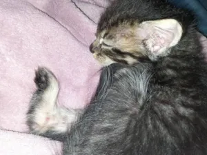 Gato raça SRD-ViraLata idade 2 a 6 meses nome não possui nome