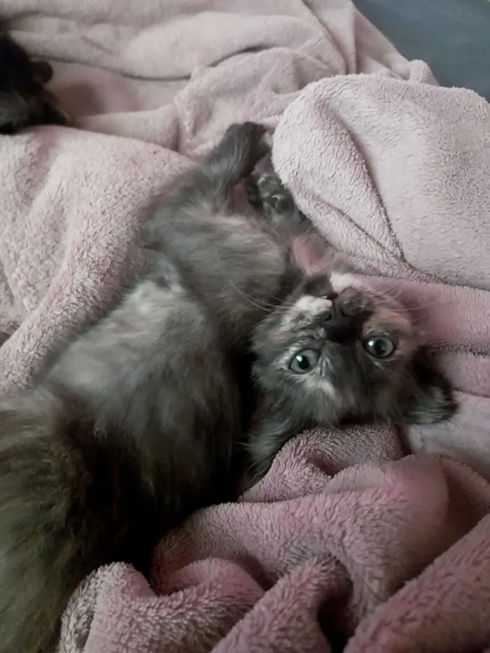 Gato raça SRD-ViraLata idade 2 a 6 meses nome não possui nome 