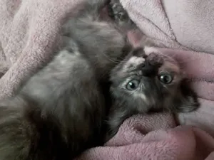 Gato raça SRD-ViraLata idade 2 a 6 meses nome não possui nome 