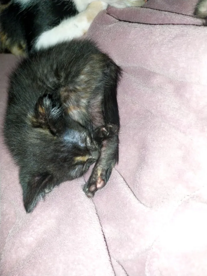Gato raça SRD-ViraLata idade 2 a 6 meses nome não possui nome 
