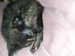 Gato raça SRD-ViraLata idade 2 a 6 meses nome não possui nome 