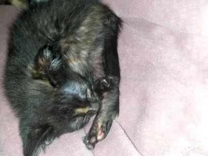 Gato raça SRD-ViraLata idade 2 a 6 meses nome não possui nome 