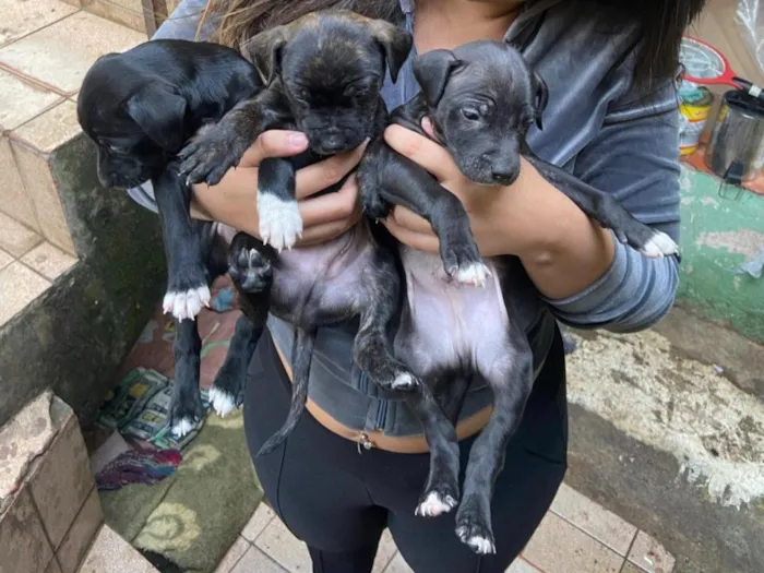 Cachorro raça SRD-ViraLata idade 2 a 6 meses nome .