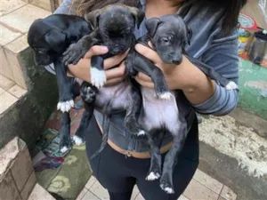 Cachorro raça SRD-ViraLata idade 2 a 6 meses nome .