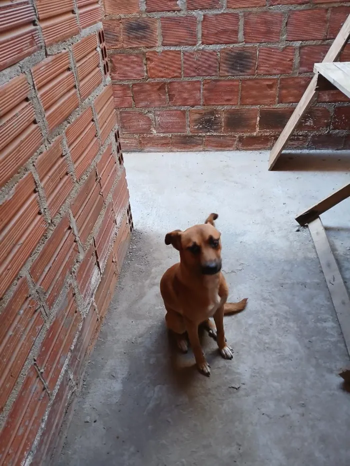 Cachorro raça SRD-ViraLata idade 1 ano nome Safira