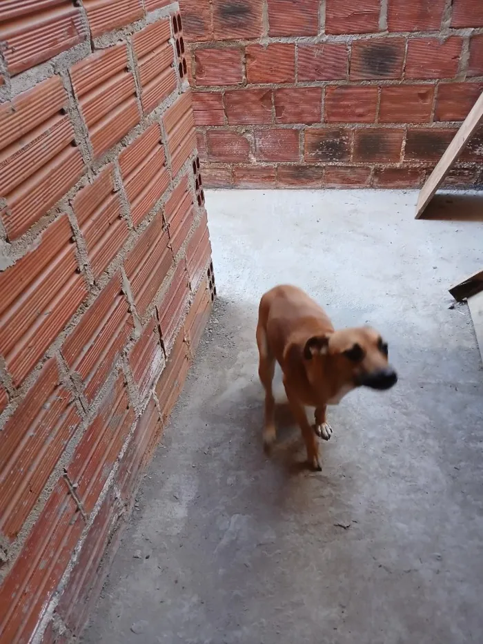 Cachorro raça SRD-ViraLata idade 1 ano nome Safira