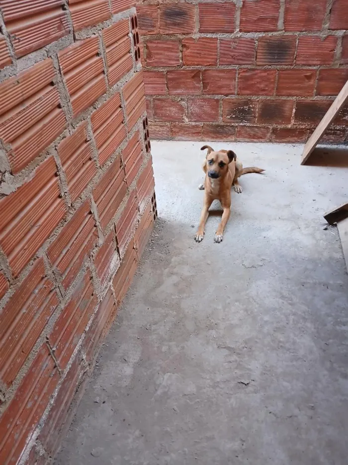 Cachorro raça SRD-ViraLata idade 1 ano nome Safira