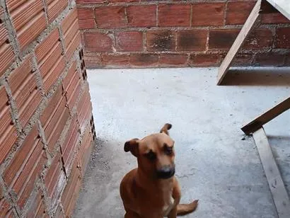 Cachorro raça SRD-ViraLata idade 1 ano nome Safira