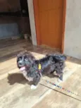 Loki