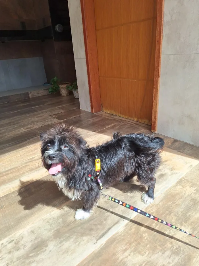 Cachorro raça Lhasa Apso idade 1 ano nome Loki
