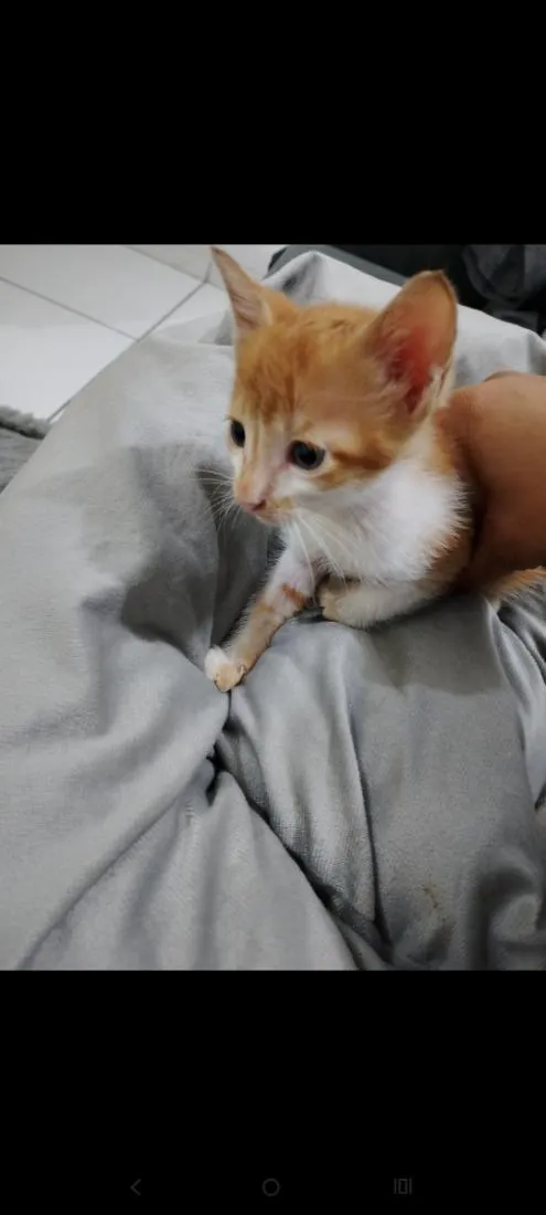 Gato raça SRD-ViraLata idade 2 a 6 meses nome Mário 