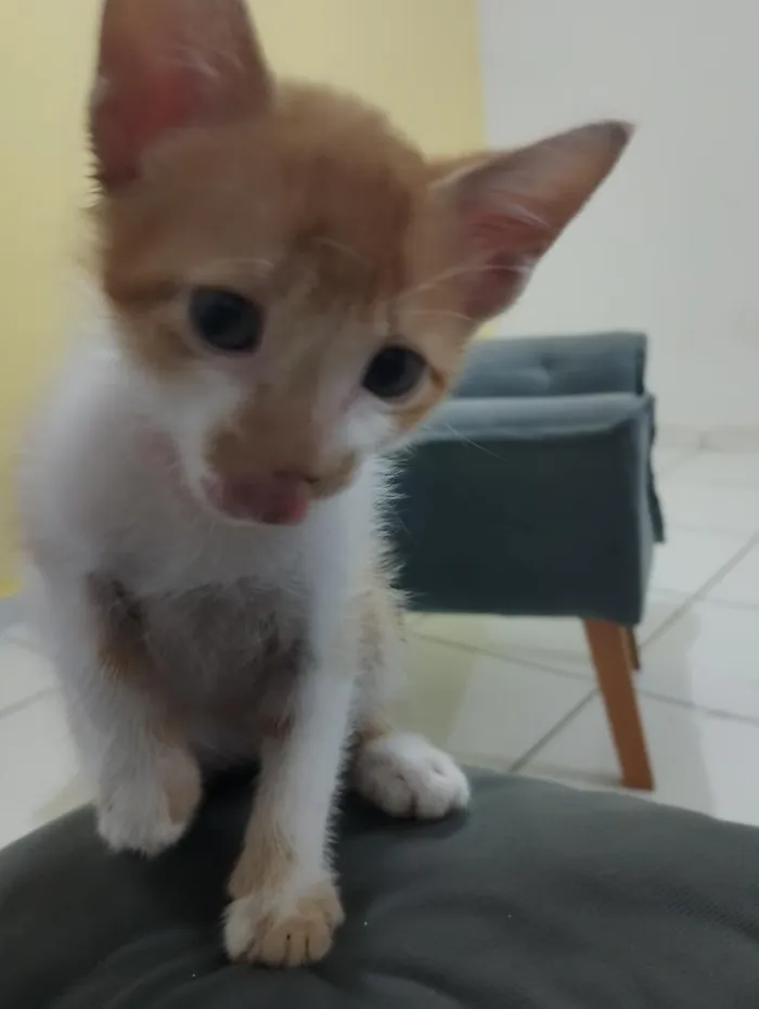 Gato raça SRD-ViraLata idade 2 a 6 meses nome Mário 