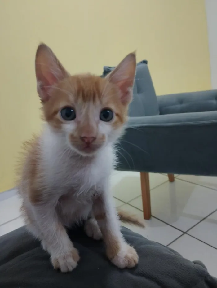Gato raça SRD-ViraLata idade 2 a 6 meses nome Mário 
