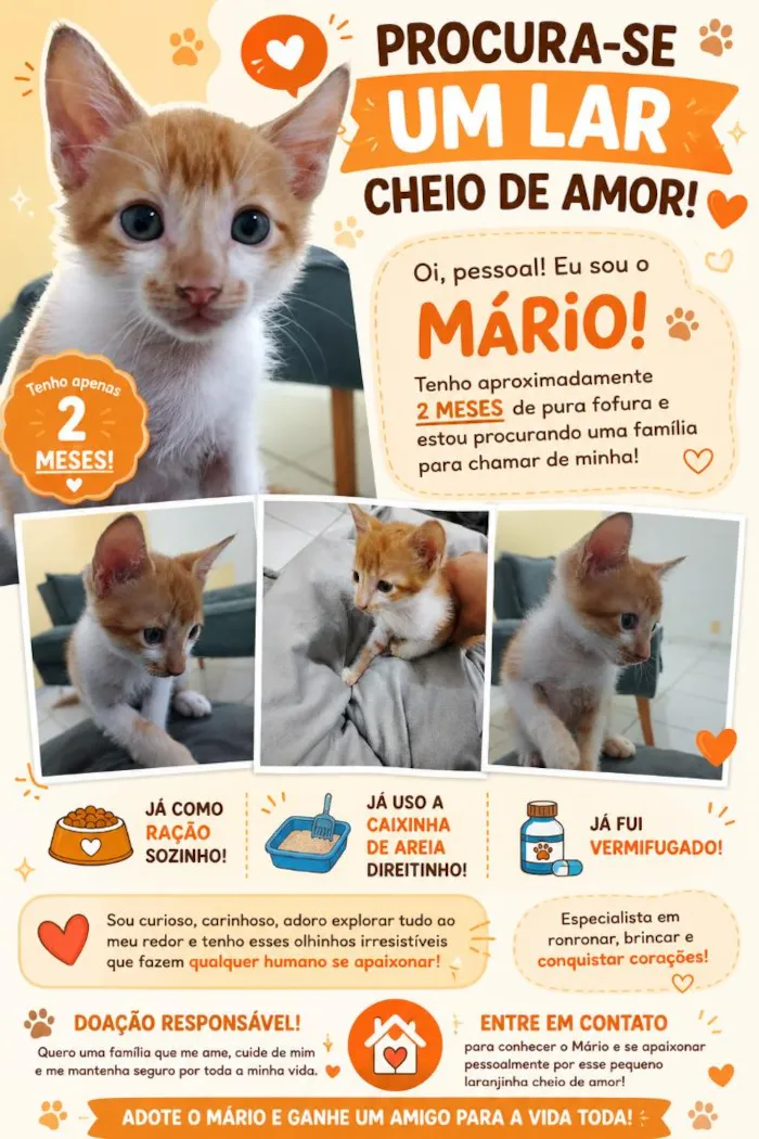 Gato raça SRD-ViraLata idade 2 a 6 meses nome Mário 